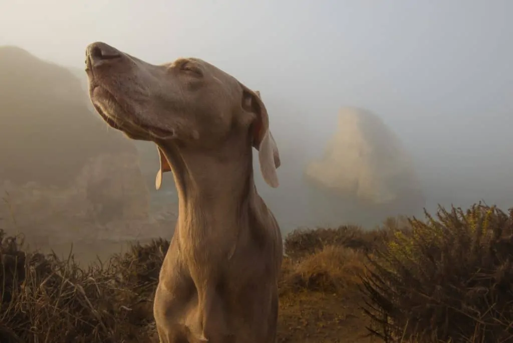 Pic 11 a blue Lacy sniffing the air