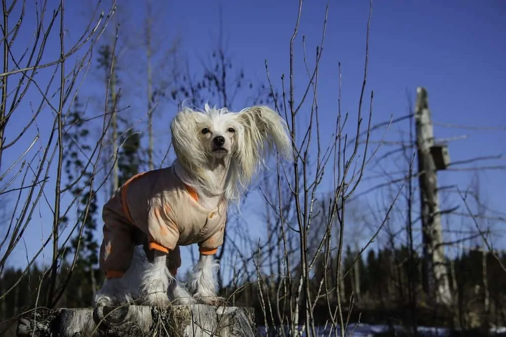 Pic 11 a chinese crested in a coat