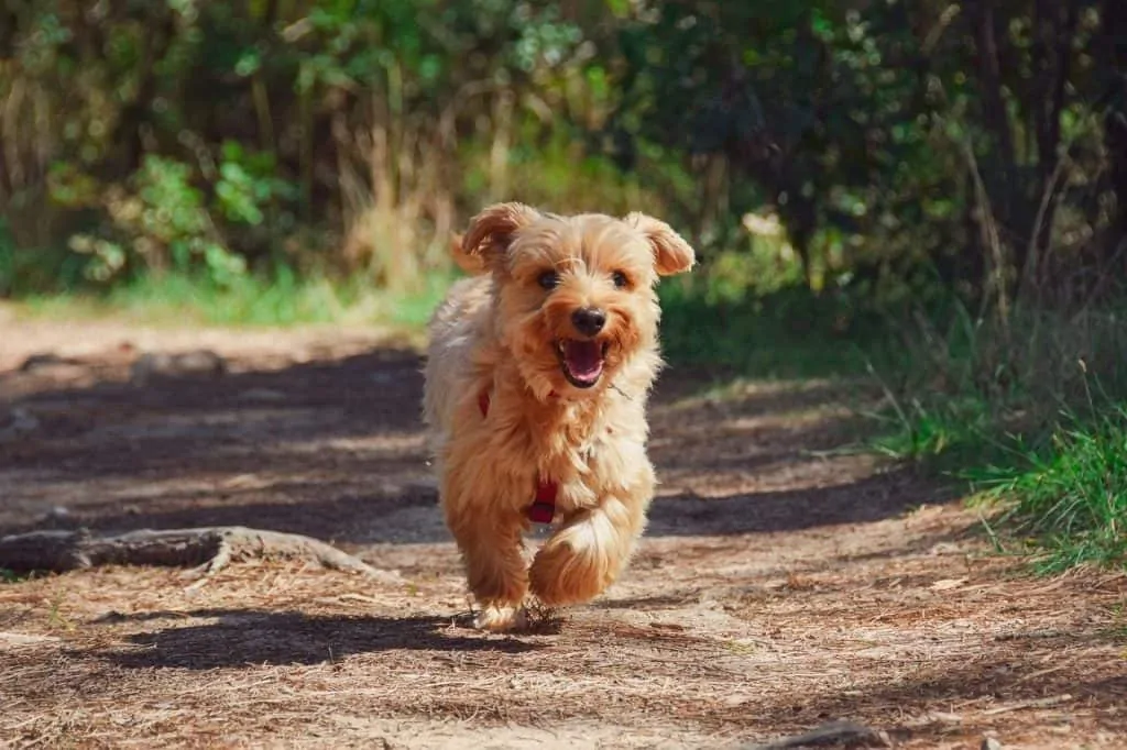 Pic 13 a brown Pomapoo running