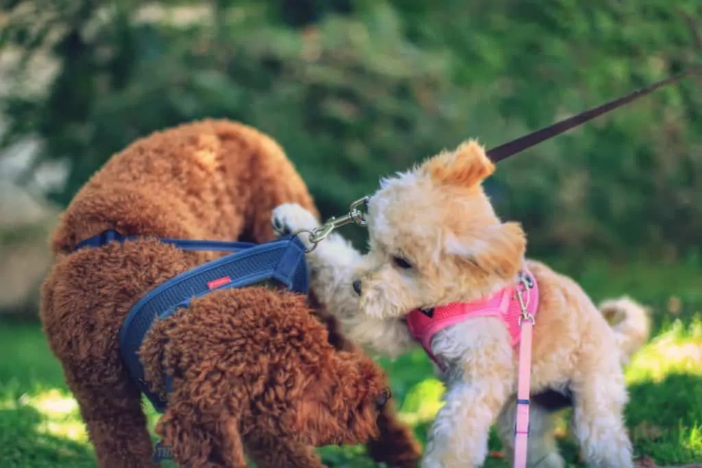 Pic 14 a Pomapoo playing with a labradoodle