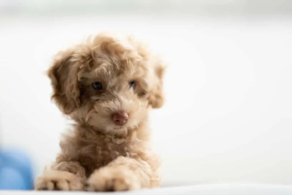 Pom best sale poodle puppy