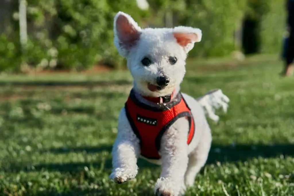 Pic 17 a pomapoo in a red harness