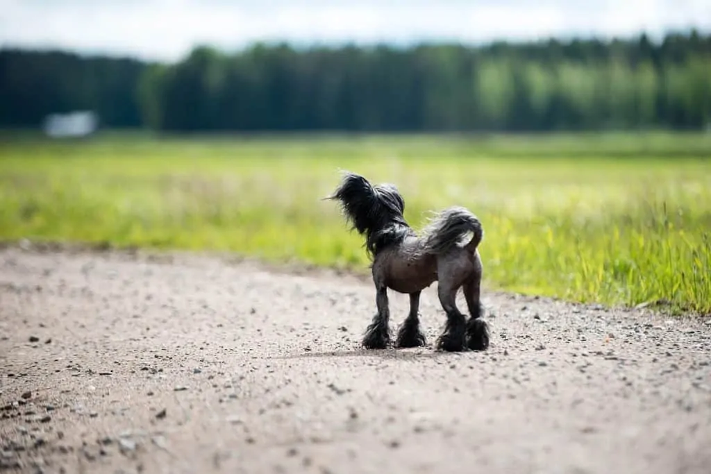 Pic 2 a black chinese crested looking away