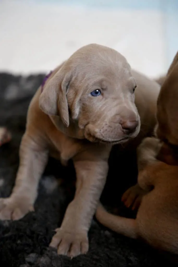 Pic 2 a blue lacy puppy