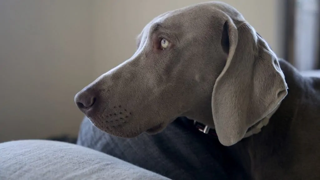 Pic 3 a profile view of a blue lacy dog