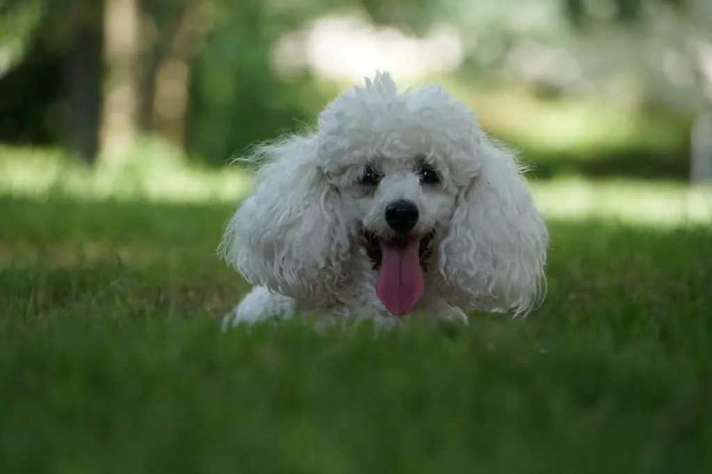 Pic 3 a toy poodle in grass