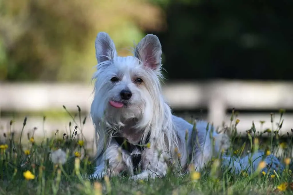 Pic 3 a white powderpuff chinese crested in grass