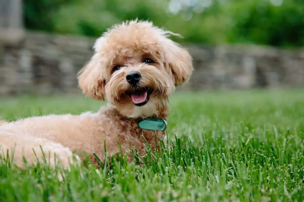 Pic 4 a apricot Pomapoo in grass