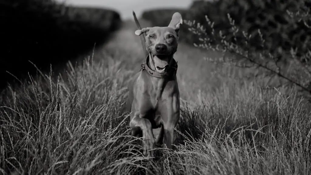 Pic 4 a blue lacy running in a field