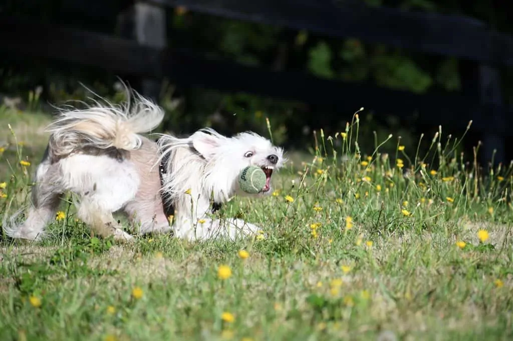 Pic 4 a chinese crested dog playing