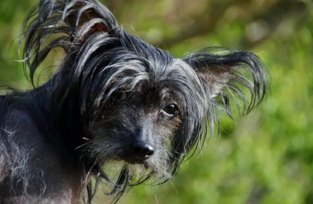 Pic 6 a black chinese Crested dog looking at the camera