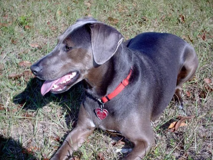 Pic 6 a blue lacy in grass