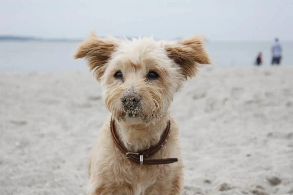 Pic 6 a pomapoo at the beach