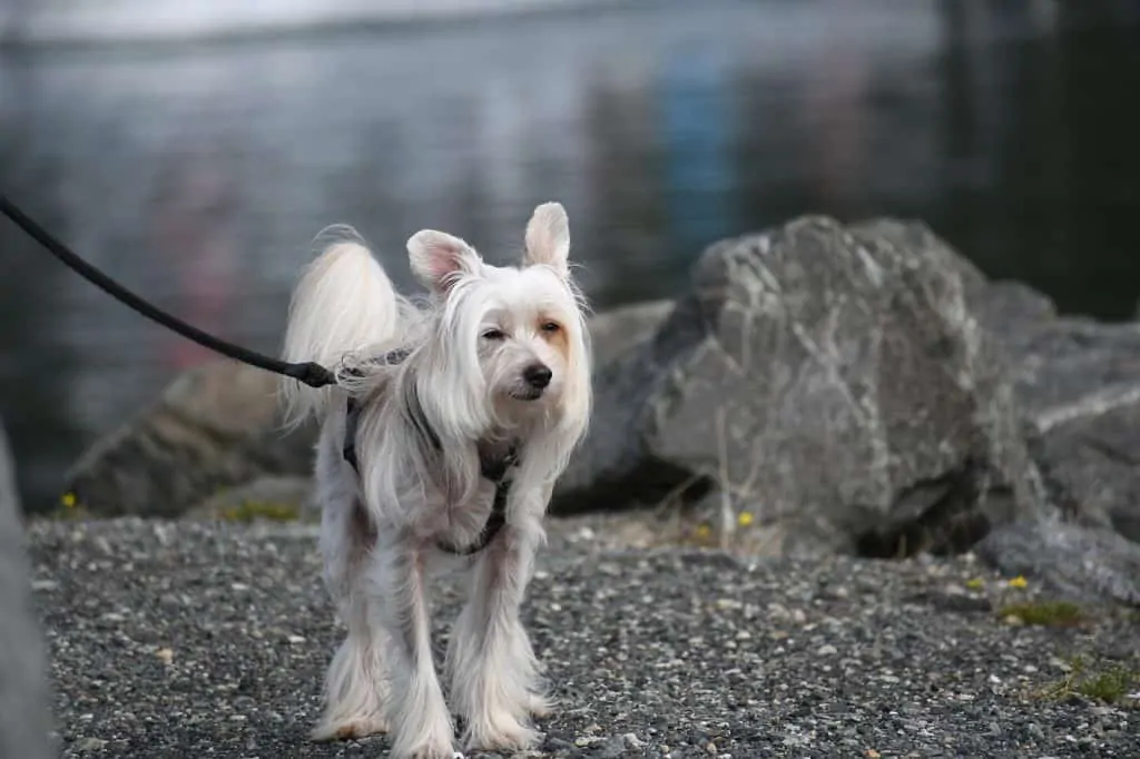 Pic 7 a chinese crested dog walking