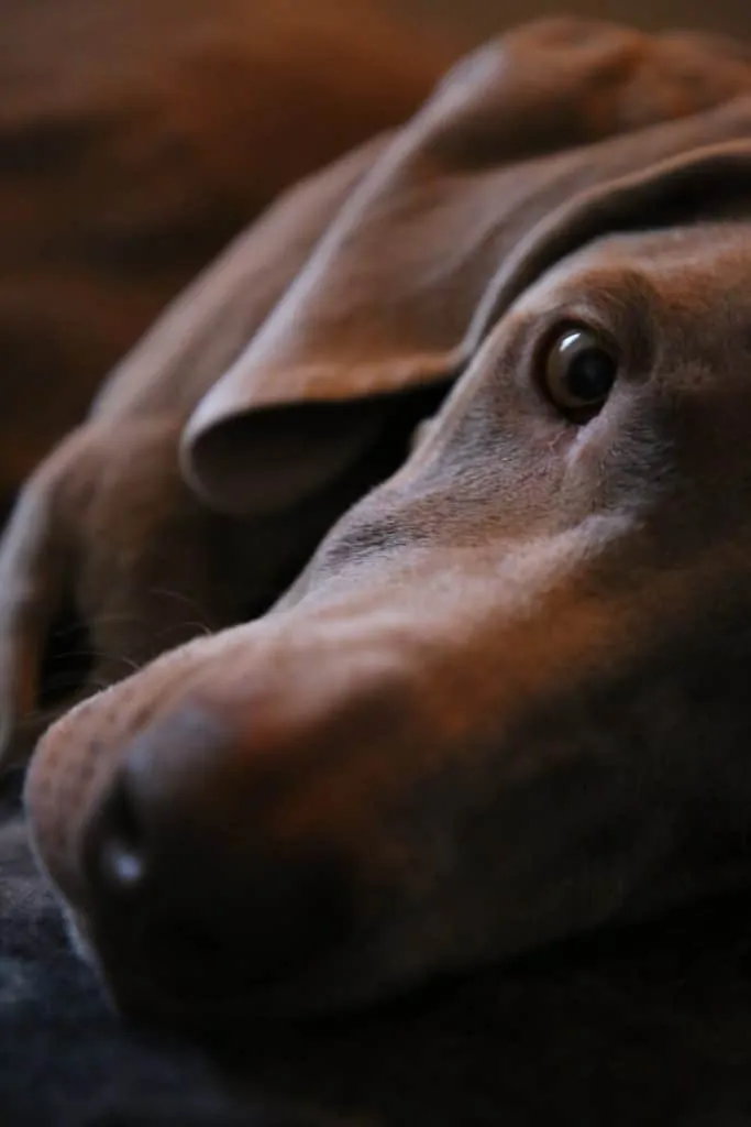 Pic 7 a close up of a blue lacy face