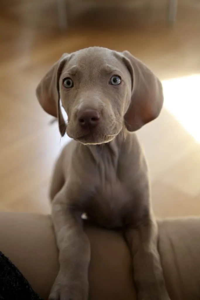 Pic 8 a blue lacy on a couch