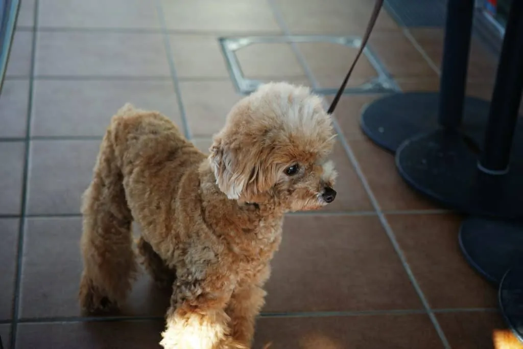 Pomapoo toy poodle outlet mixes