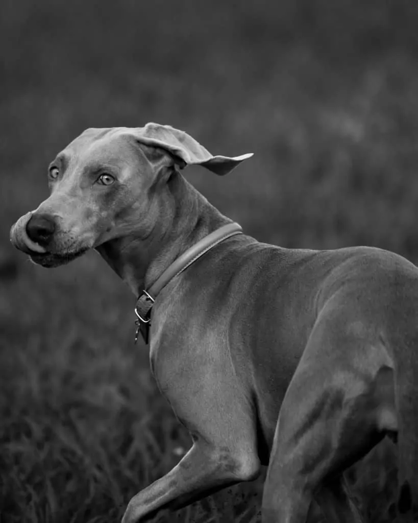 can a aidi and a blue lacy be friends