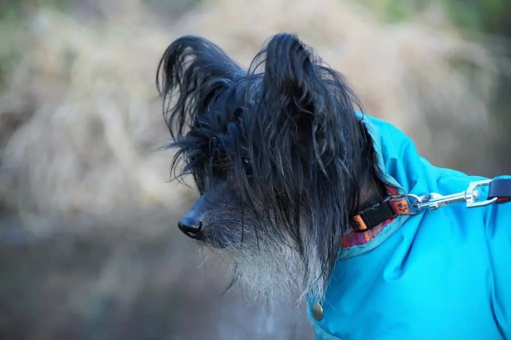 Pic 9 a chinese crested in a blue hoodie