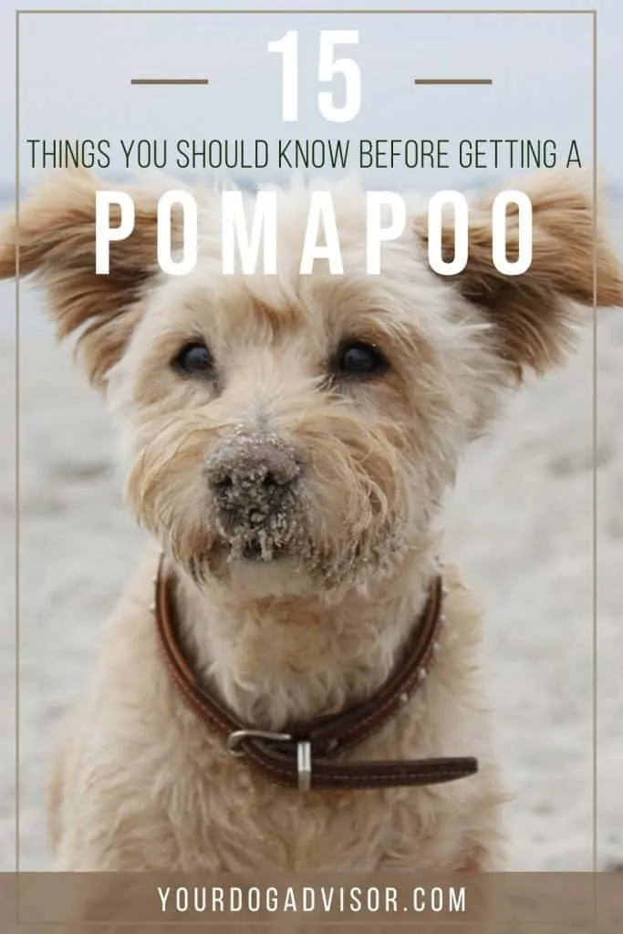 Pomapoo 1