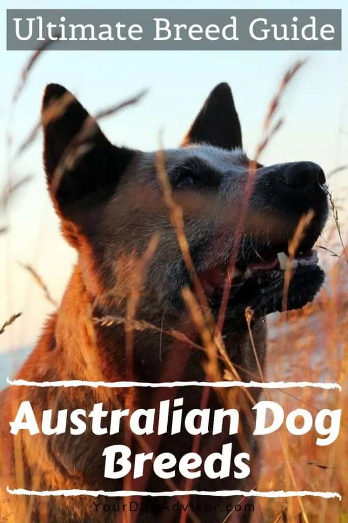 canva image australian dog breeds