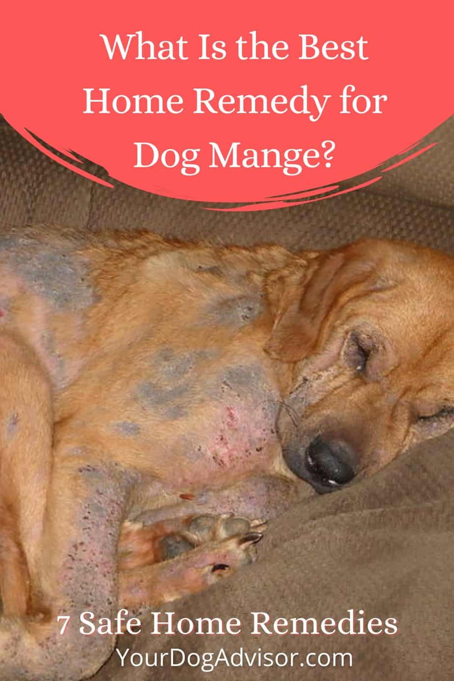 What is the Best Home Remedy for Dog Mange? 7 Safe Home Remedies