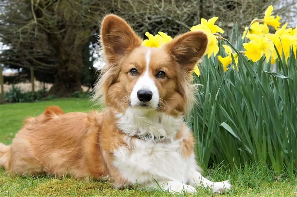 pic 1 cardigan welsh corgi and daffodiles