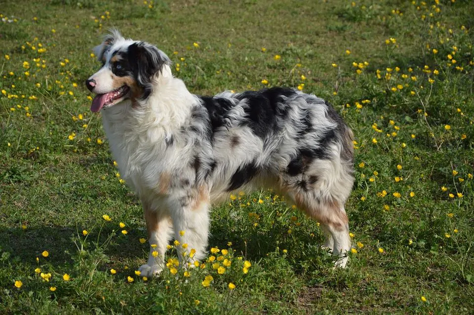 pic 10 australian shepherd