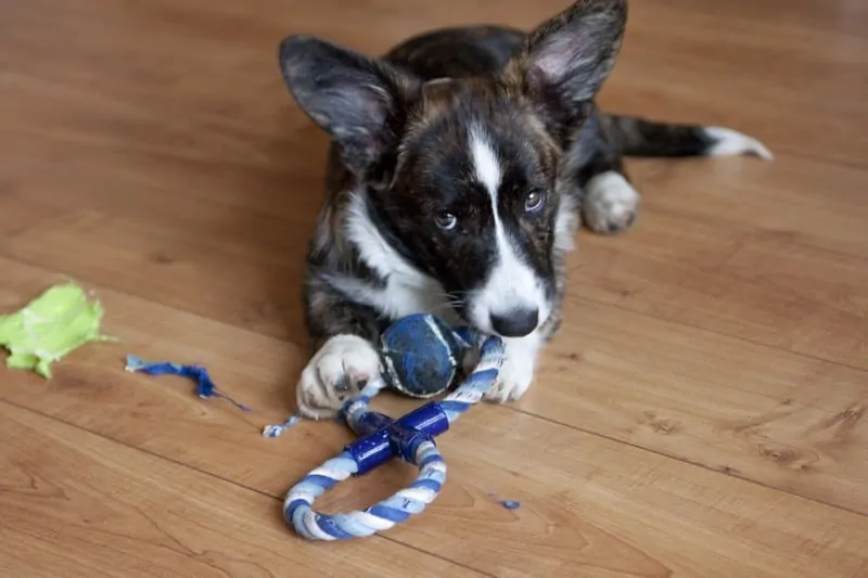 pic 2 cardigan welsh corgi brindle