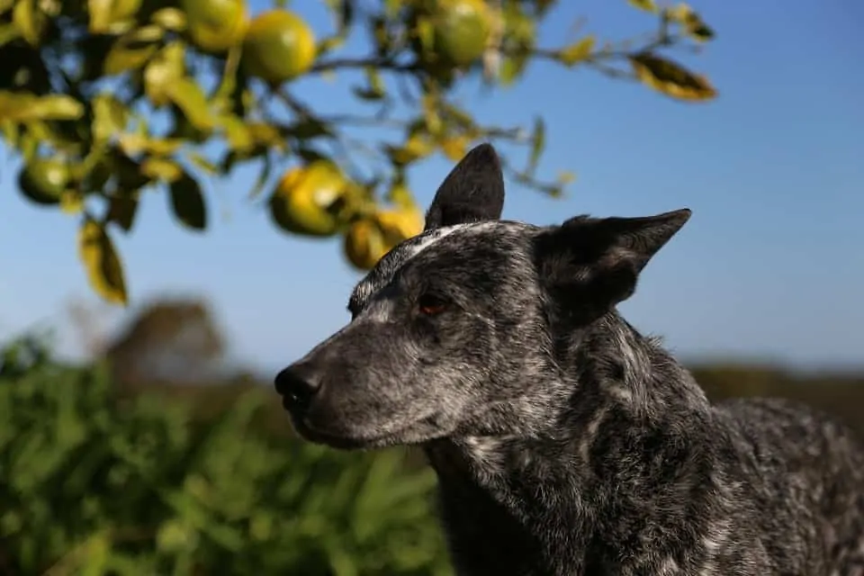 pic 2 stumpy tailed cattle dog