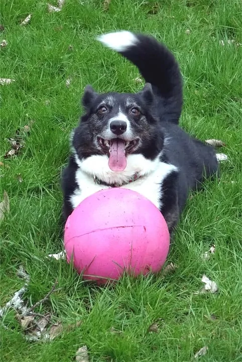 pic 3 cardigan welsh corgi black with ball