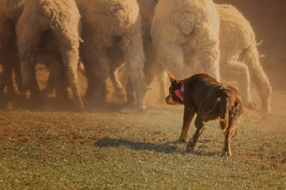 pic 3 kelpie