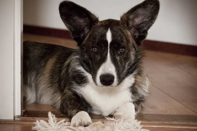 pic 4 cardigan welsh corgi in doorway