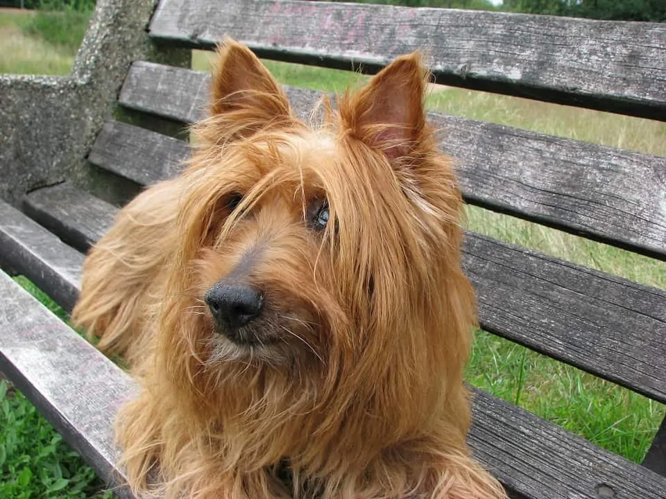 pic 5 australian terrier