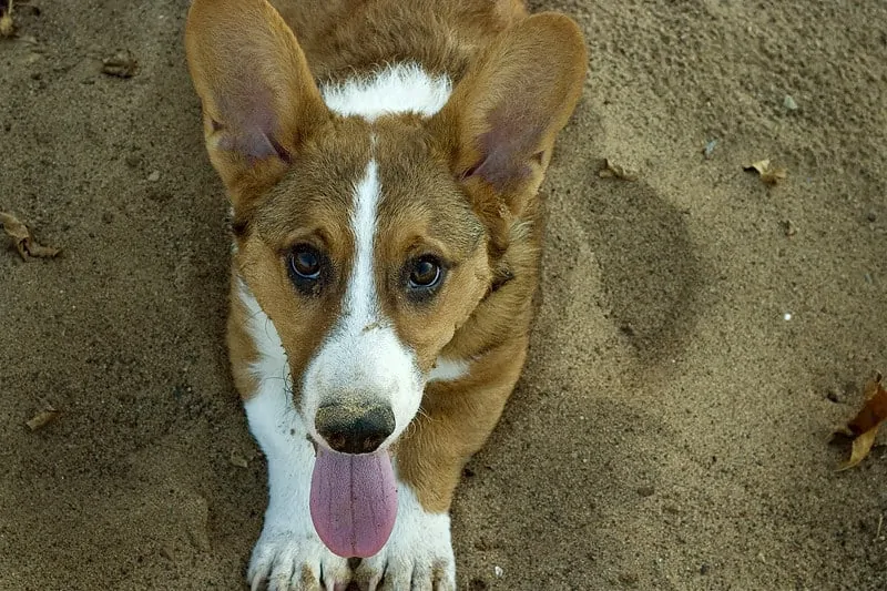 pic 5 cardigan welsh corgi in sand