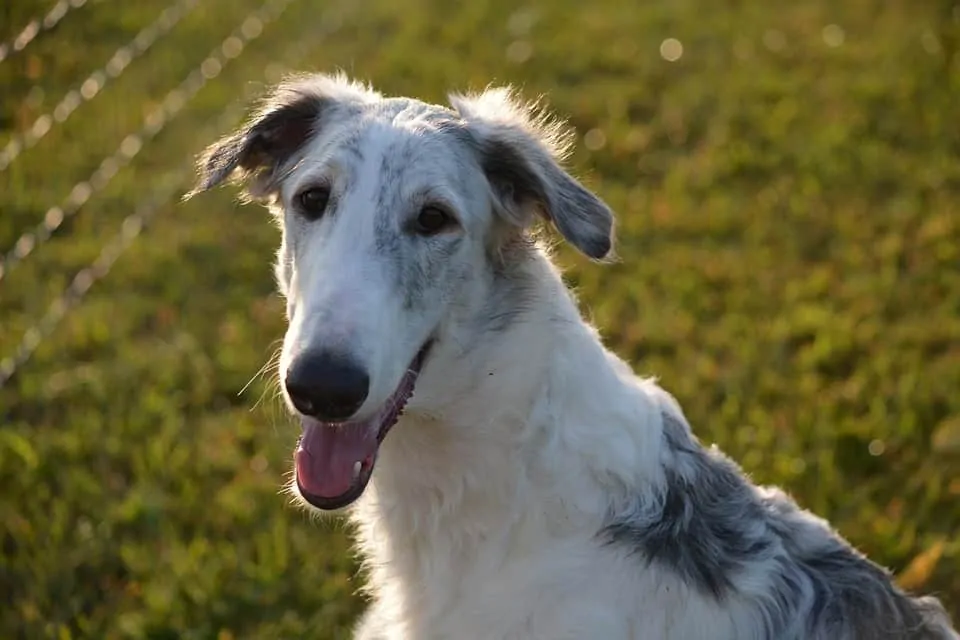 pic 6 sighthound