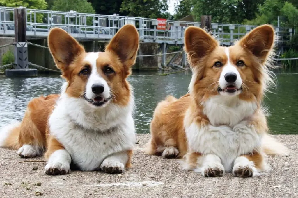 pic 6 two cardigan welsh corgis on dock