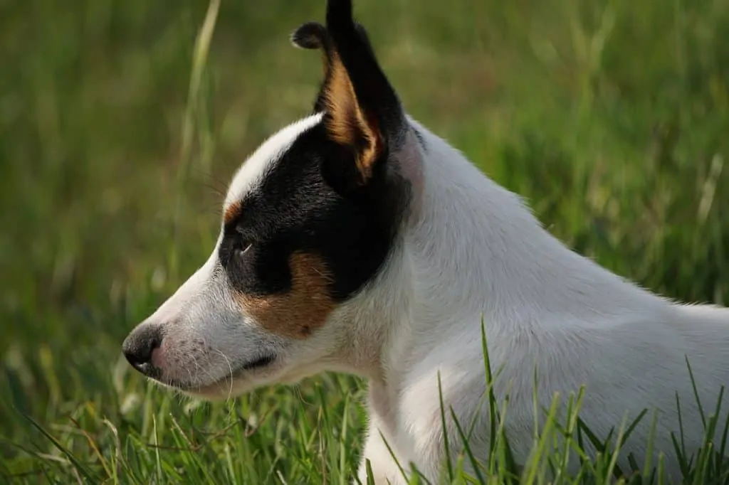 pic 7 fox terrier