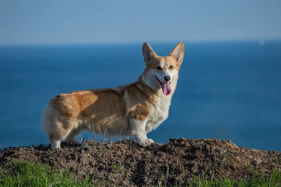 pic 7 pembroke welsh corgi