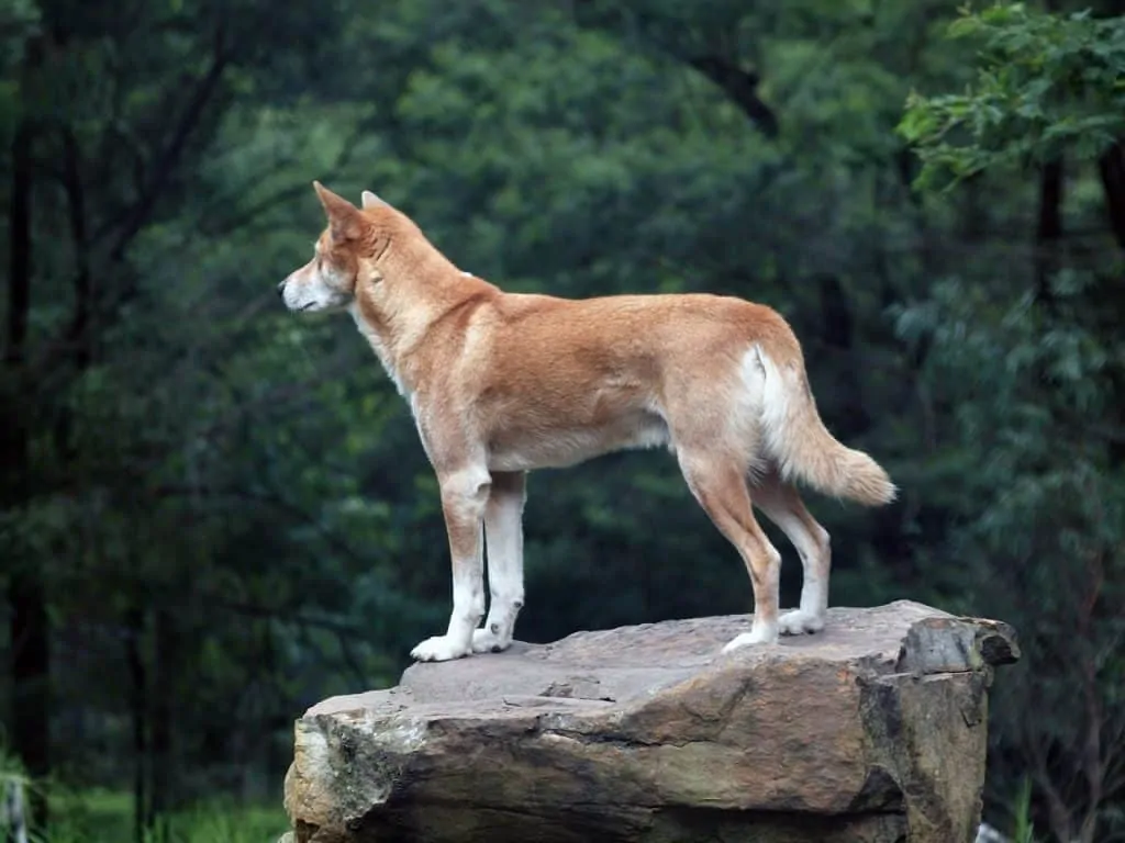 pic 9 dingo