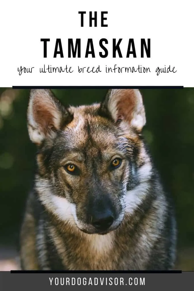 tamaskan 1