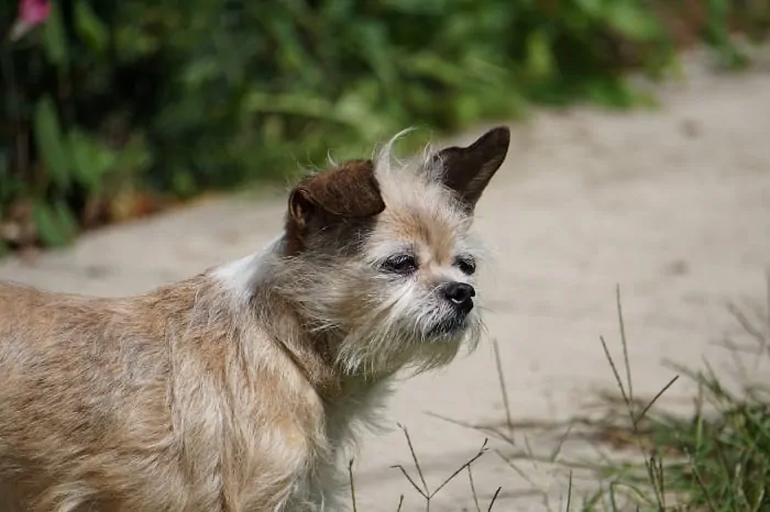 2 cute old mutt