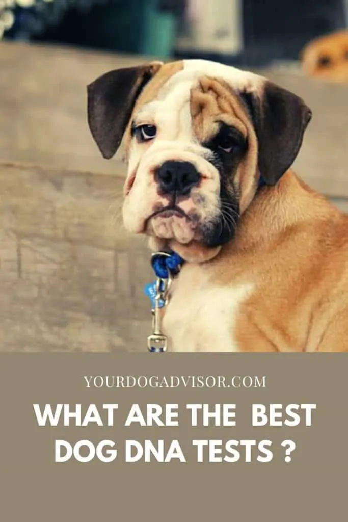 5 Best Dog DNA Tests