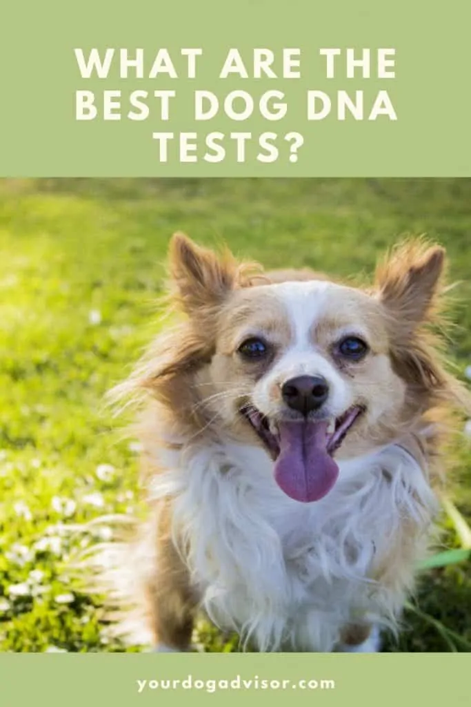 6 best dog dna test