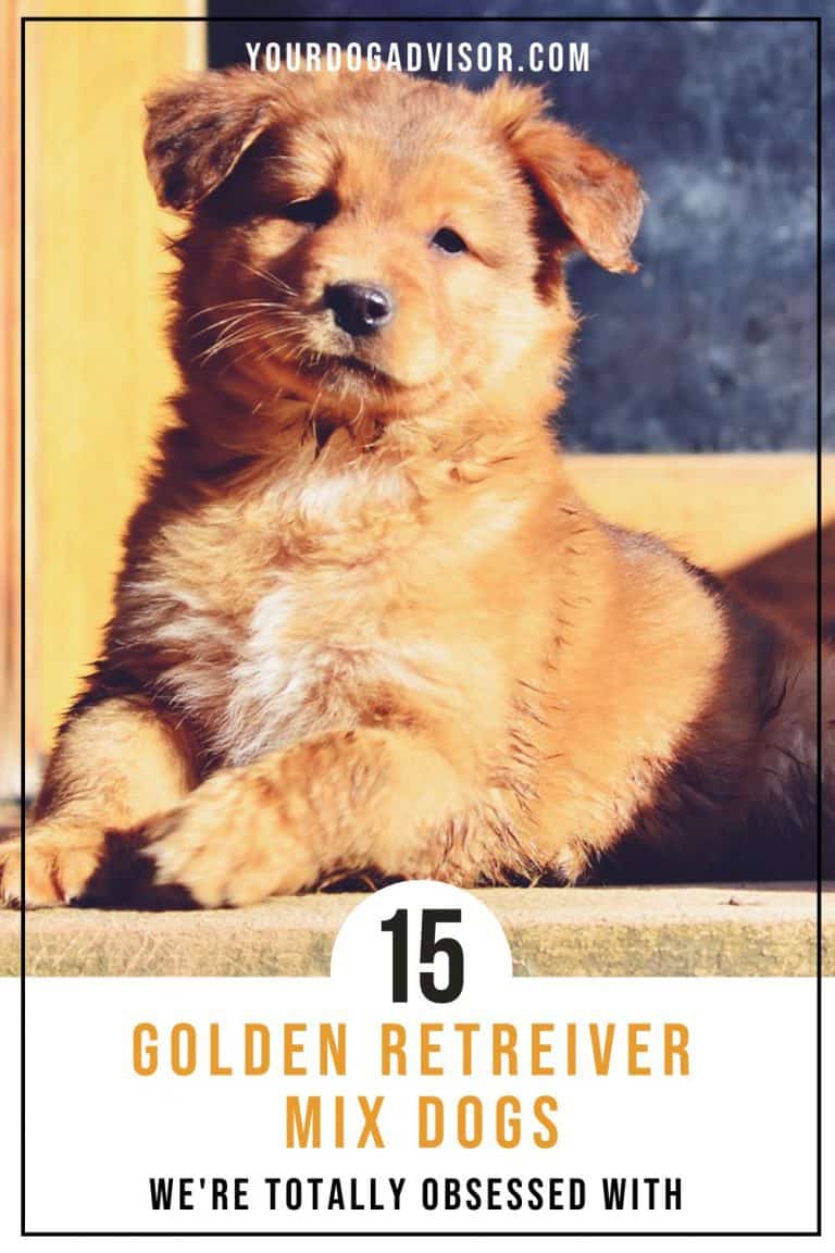 15 Golden Retriever Mix Dogs We’re Totally Obsessed With Your Dog Advisor
