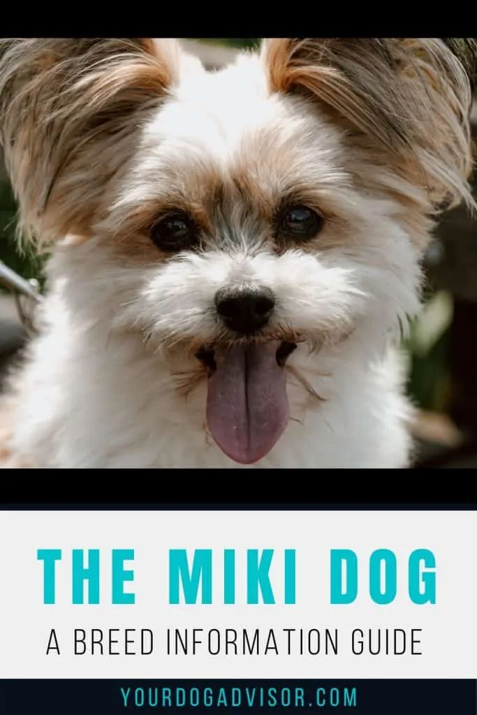 Miki dog 1