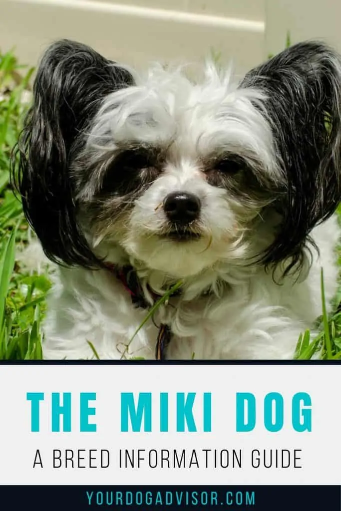 Miki dog 2