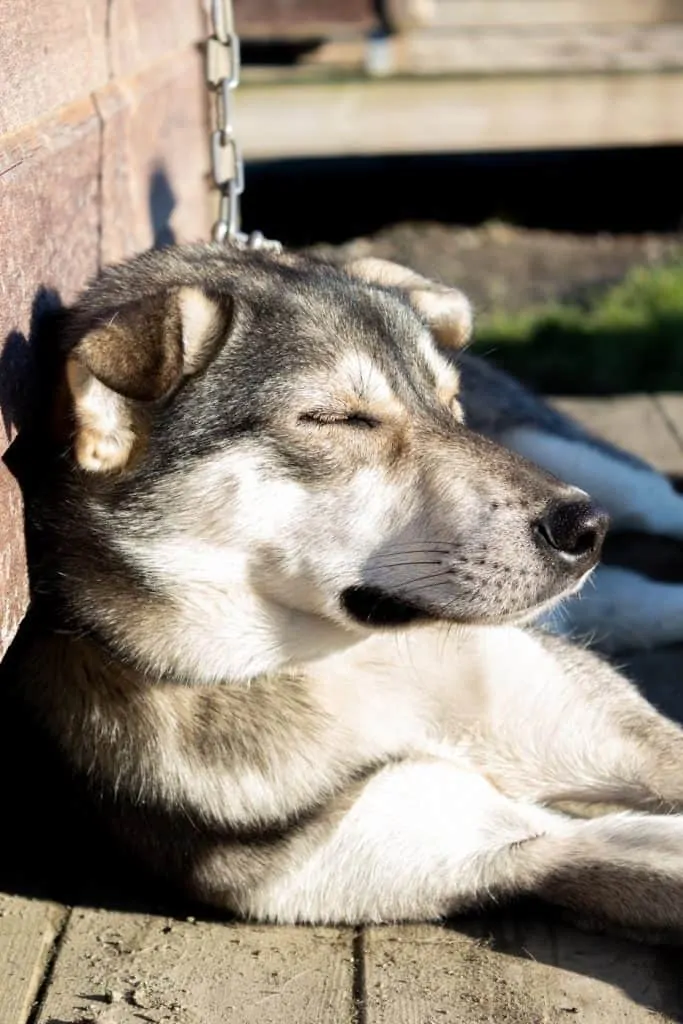 Pic 1 a Husky Lab Mix sleeping