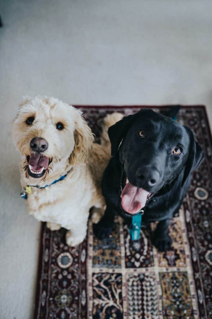 Pic 1 a labradoodle and a lab