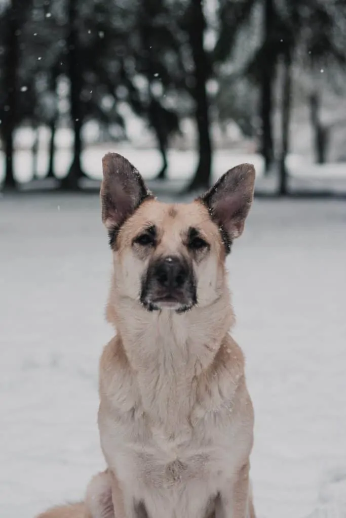 Pic 1 a sheprador in the snow